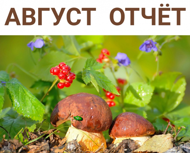 Что мы сделали в августе